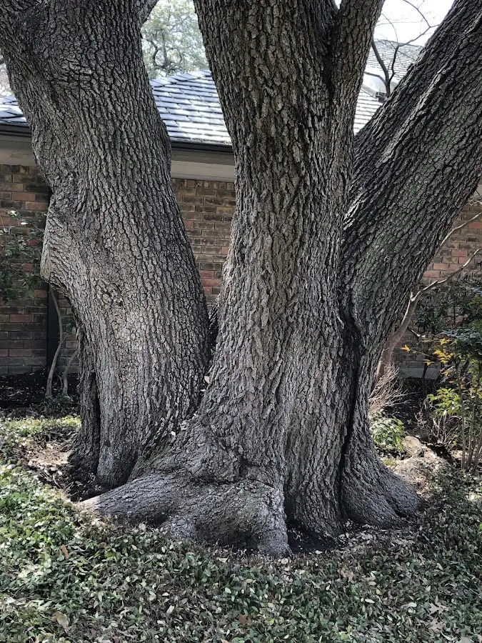 Mature heritage tree close to a Darlington property cared for by certified arborists